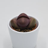 Pleiospilos nelii v. rubra - 5.5cm