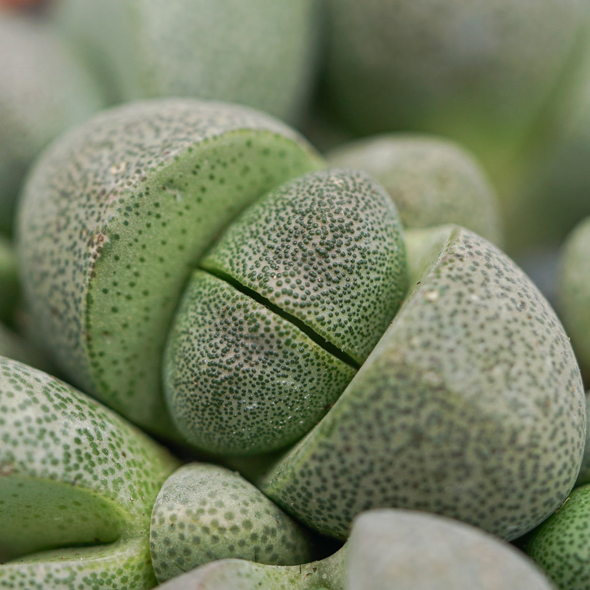 Pleiospilos nelii - 8.5cm