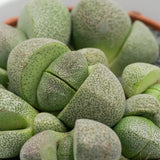 Pleiospilos nelii - 8.5cm