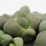 Pleiospilos nelii - 8.5cm