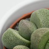 Pleiospilos nelii - 8.5cm