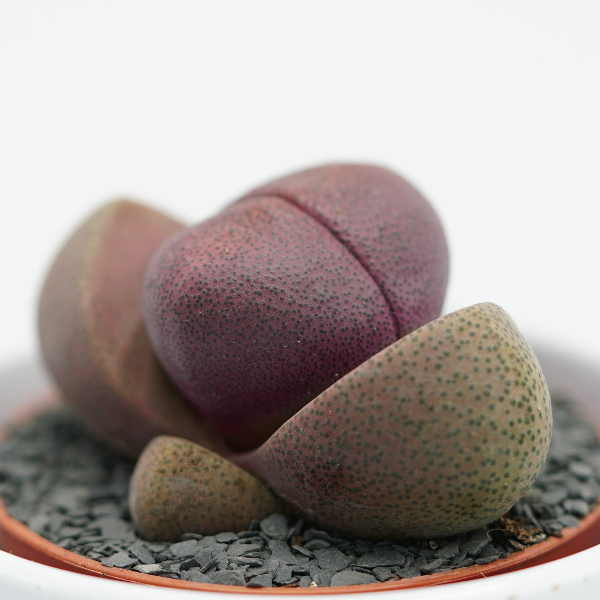 Pleiospilos nelii v. rubra - 5.5cm