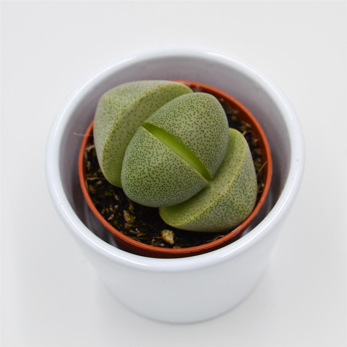 Pleiospilos nelii - 5.5cm