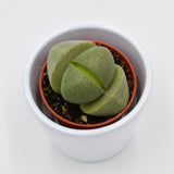 Pleiospilos nelii - 5.5cm