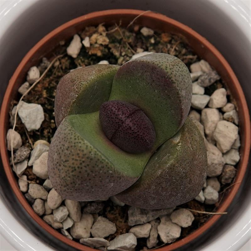 Pleiospilos nelii and v. rubra Mix - 8.5cm