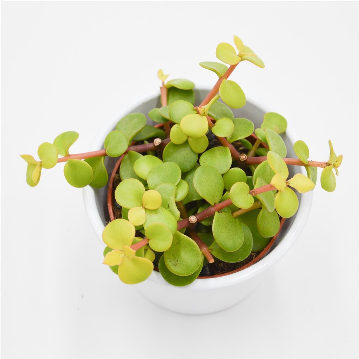 Portulacaria afra Lemon - 8.5cm