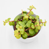 Portulacaria afra Lemon - 8.5cm