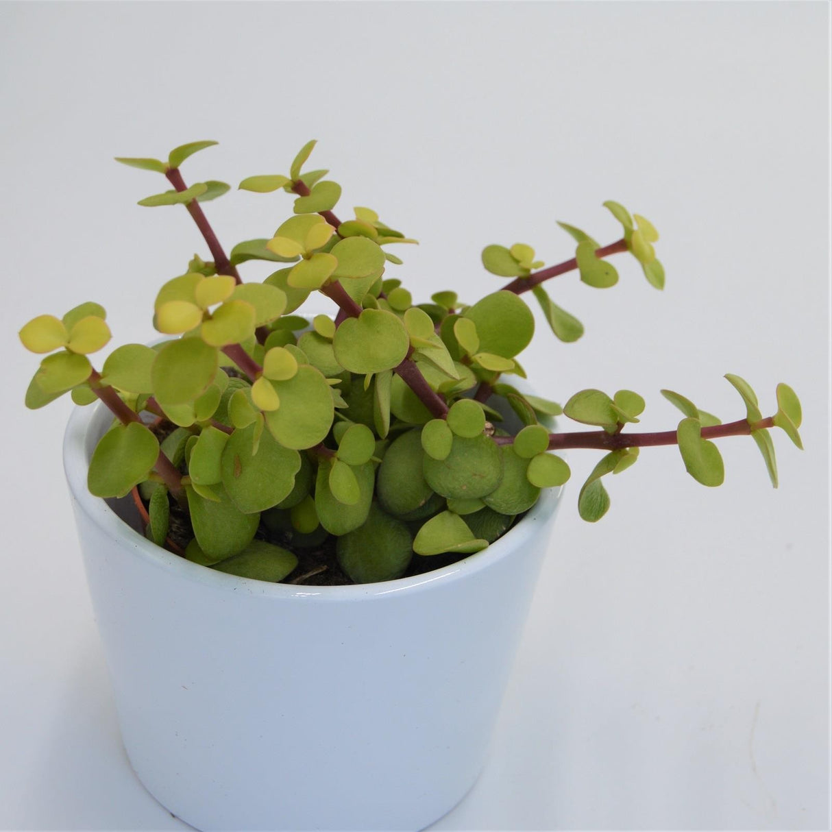 Portulacaria afra Lemon - 8.5cm