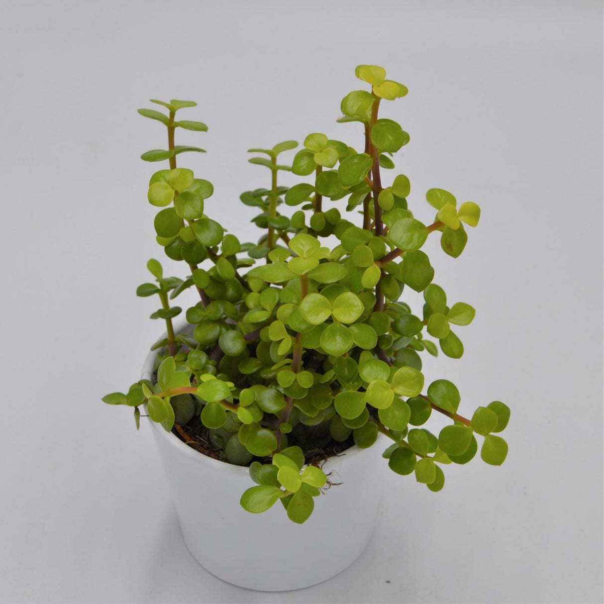 Portulacaria afra Lemon - 10.5cm
