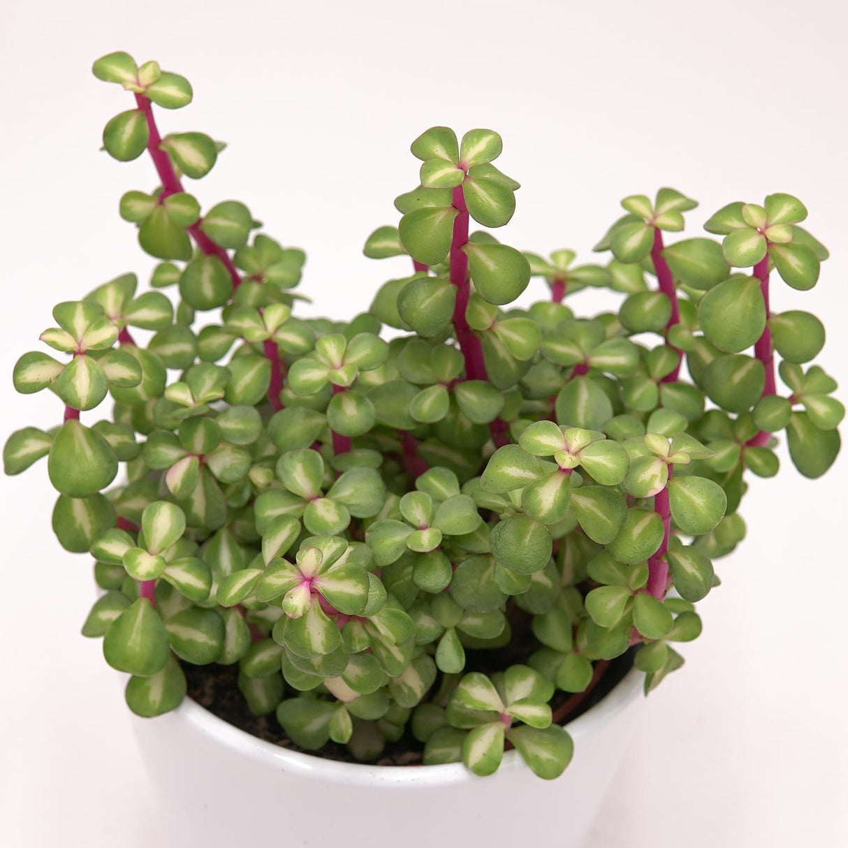 Portulacaria afra mediopicta - 10.5cm
