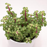 Portulacaria afra mediopicta - 10,5cm