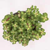 Portulacaria afra mediopicta - 10,5cm