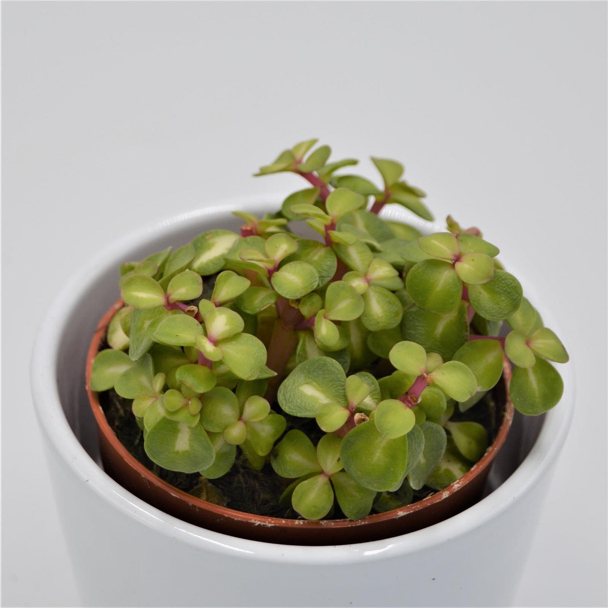 Portulacaria afra mediopicta - 8.5cm