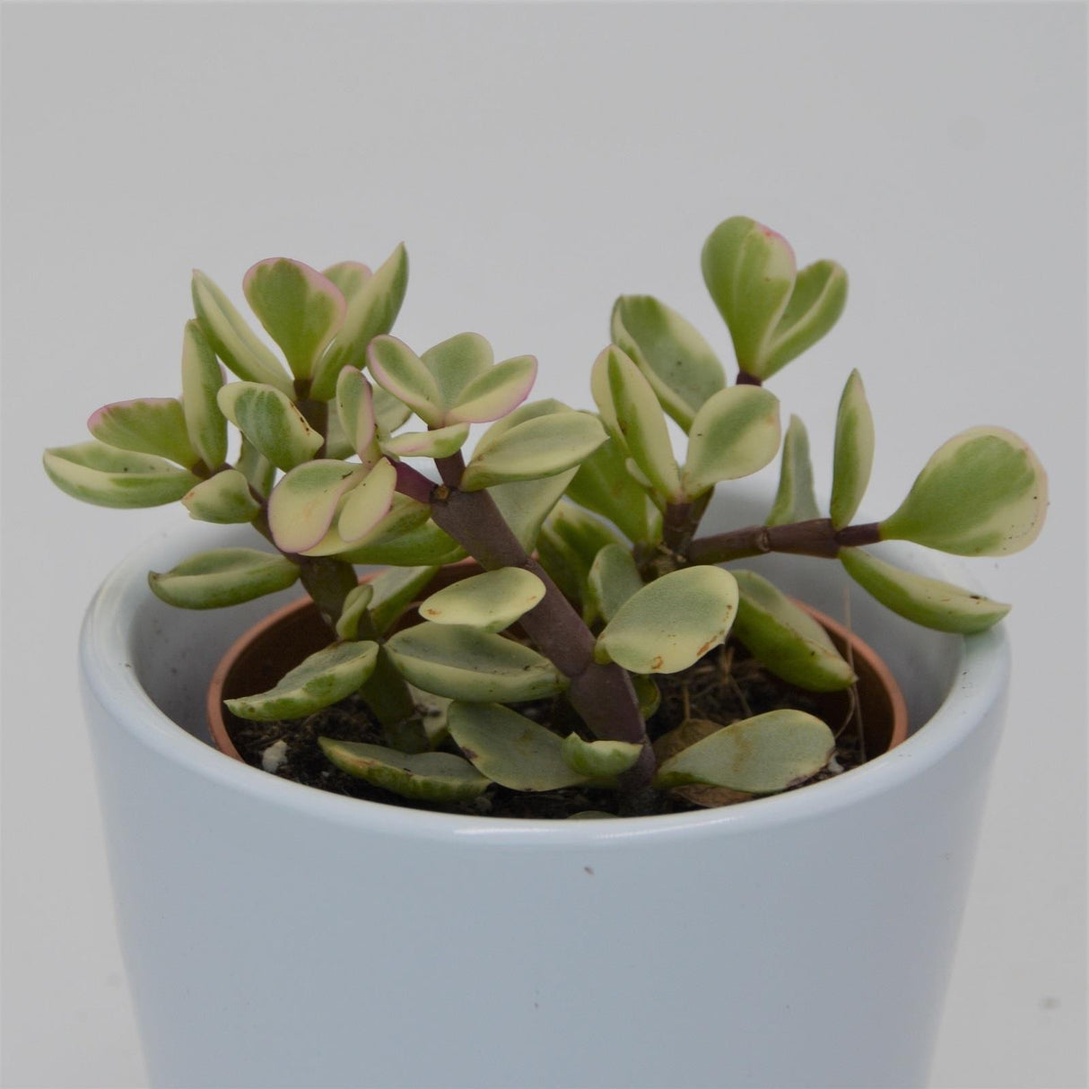 Portulacaria afra Variegata - 5.5cm
