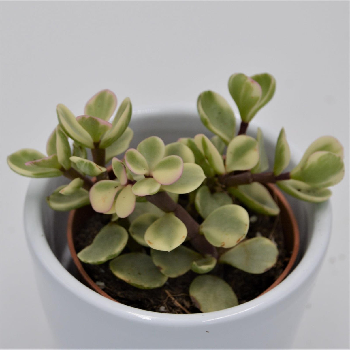 Portulacaria afra Variegata - 5.5cm
