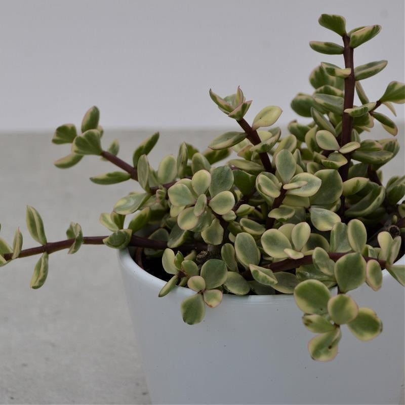 Portulacaria afra Variegata - 10.5cm
