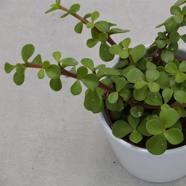 Portulacaria afra - 10.5cm