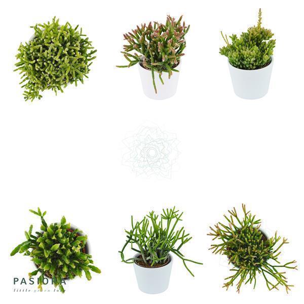 Rhipsalis, 3 pieces