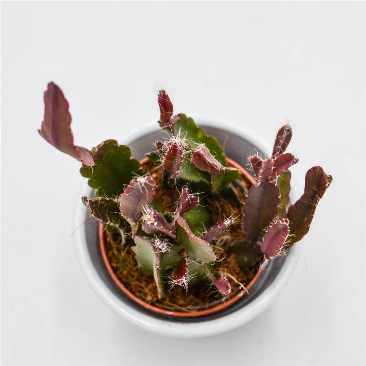 Rhipsalis agudoensis - 5.5cm