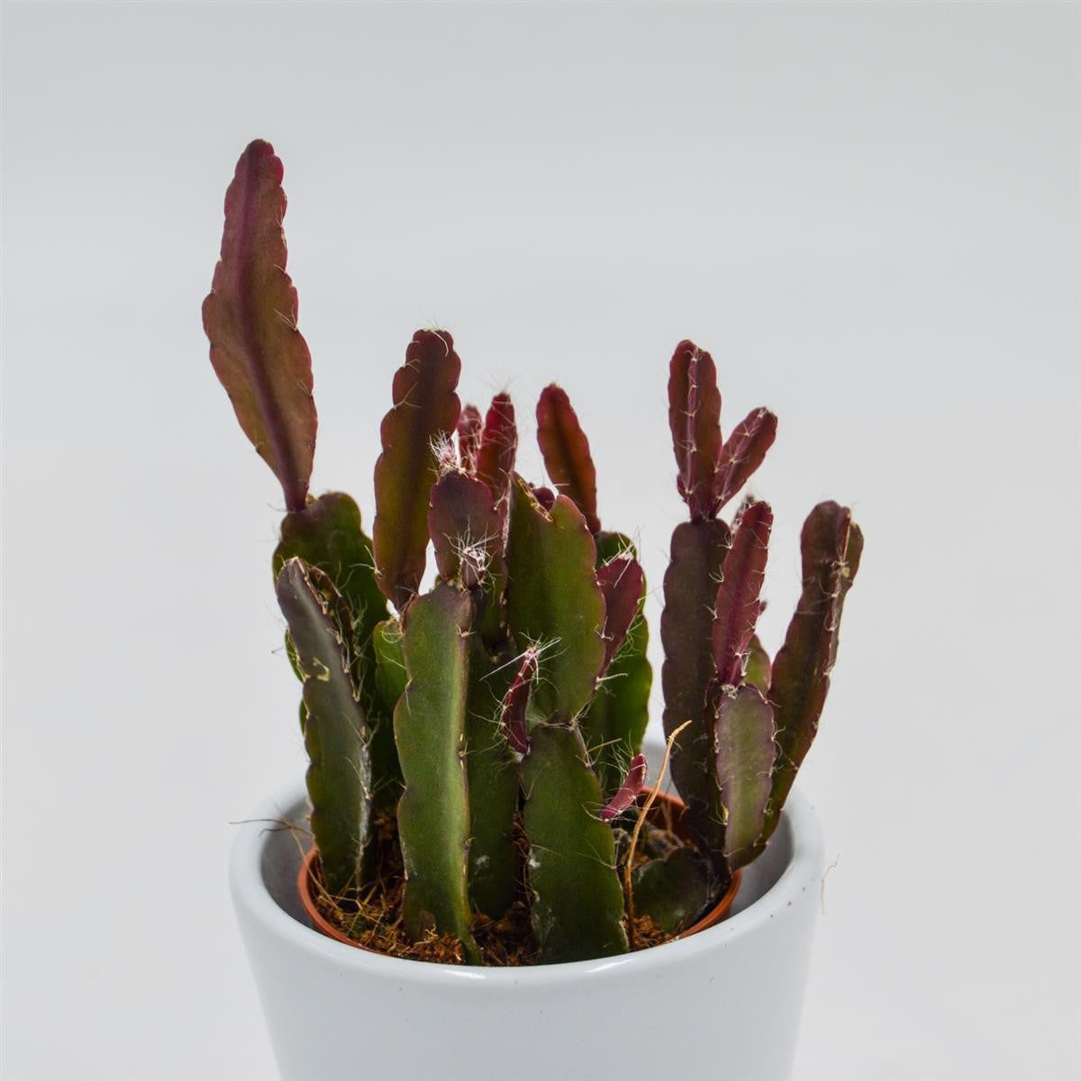 Rhipsalis agudoensis - 5.5cm