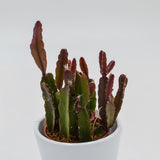 Rhipsalis agudoensis - 5,5cm