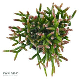 Rhipsalis burchellii - 6cm