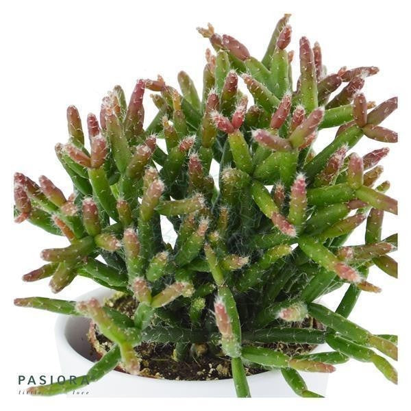 Succulent Selection, 10 pieces