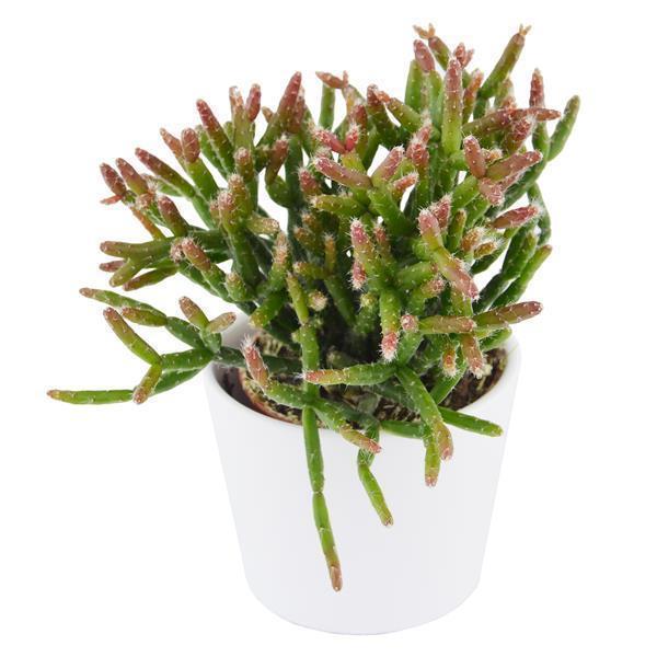 Rhipsalis, 3 pieces