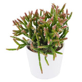 Rhipsalis, 3 pieces