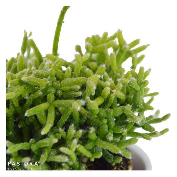 Rhipsalis, 3 pieces