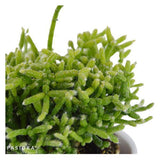 Rhipsalis, 3 pieces