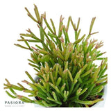 Rhipsalis, 3 pieces