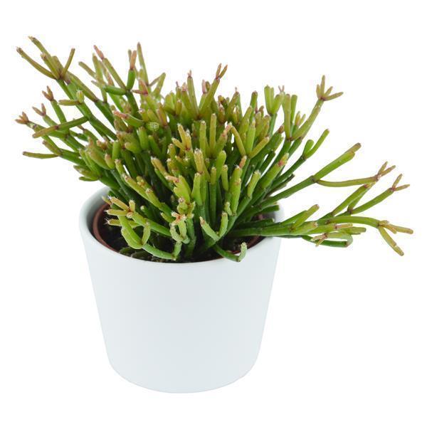 Rhipsalis clavata - 6cm