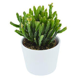 Rhipsalis ewaldiana - 6cm