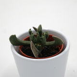 Rhombophyllum nelii - 5,5cm