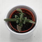 Rhombophyllum nelii - 5,5cm