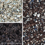 2.5l Premium Special Substrate with Activated Charcoal for Succulents and Cacti - Indoor Plant Soil