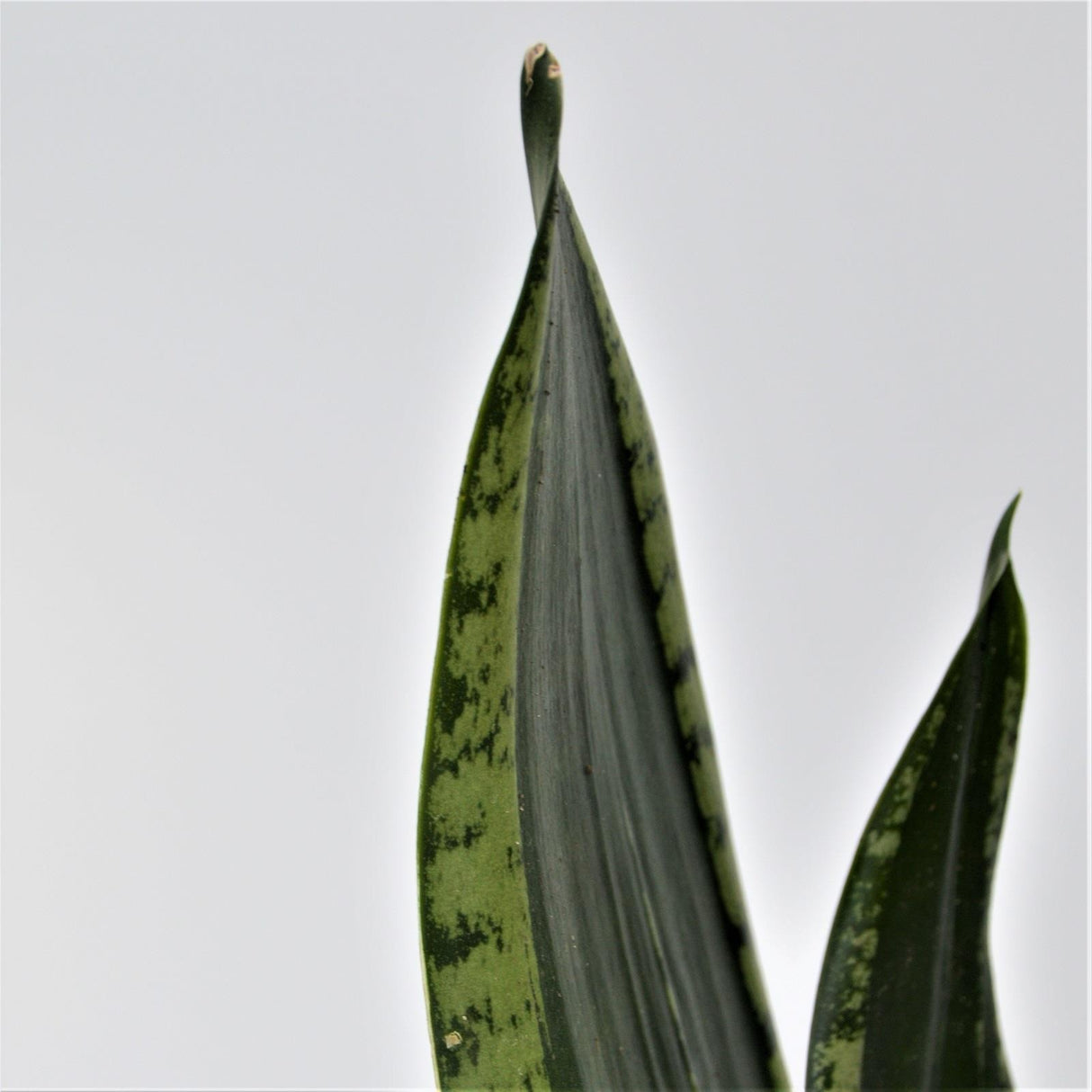 Sansevieria Grey Stripe - 10.5cm