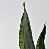 Sansevieria Grey Stripe - 10.5cm