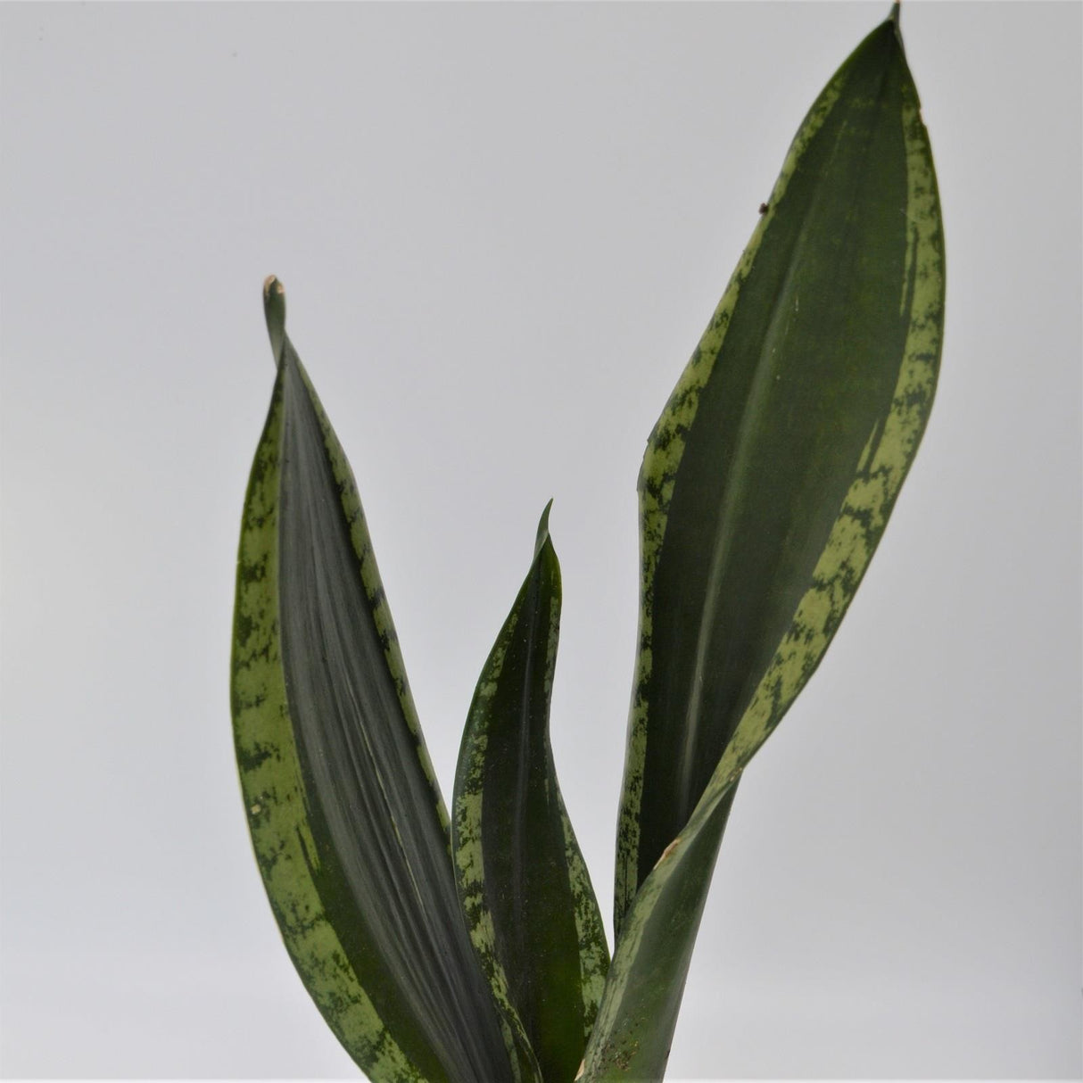 Sansevieria Grey Stripe - 10.5cm