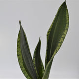 Sansevieria Grey Stripe - 10.5cm