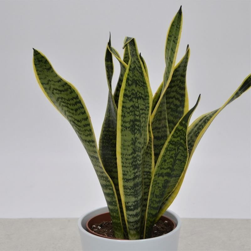 Sansevieria laurentii - 6cm