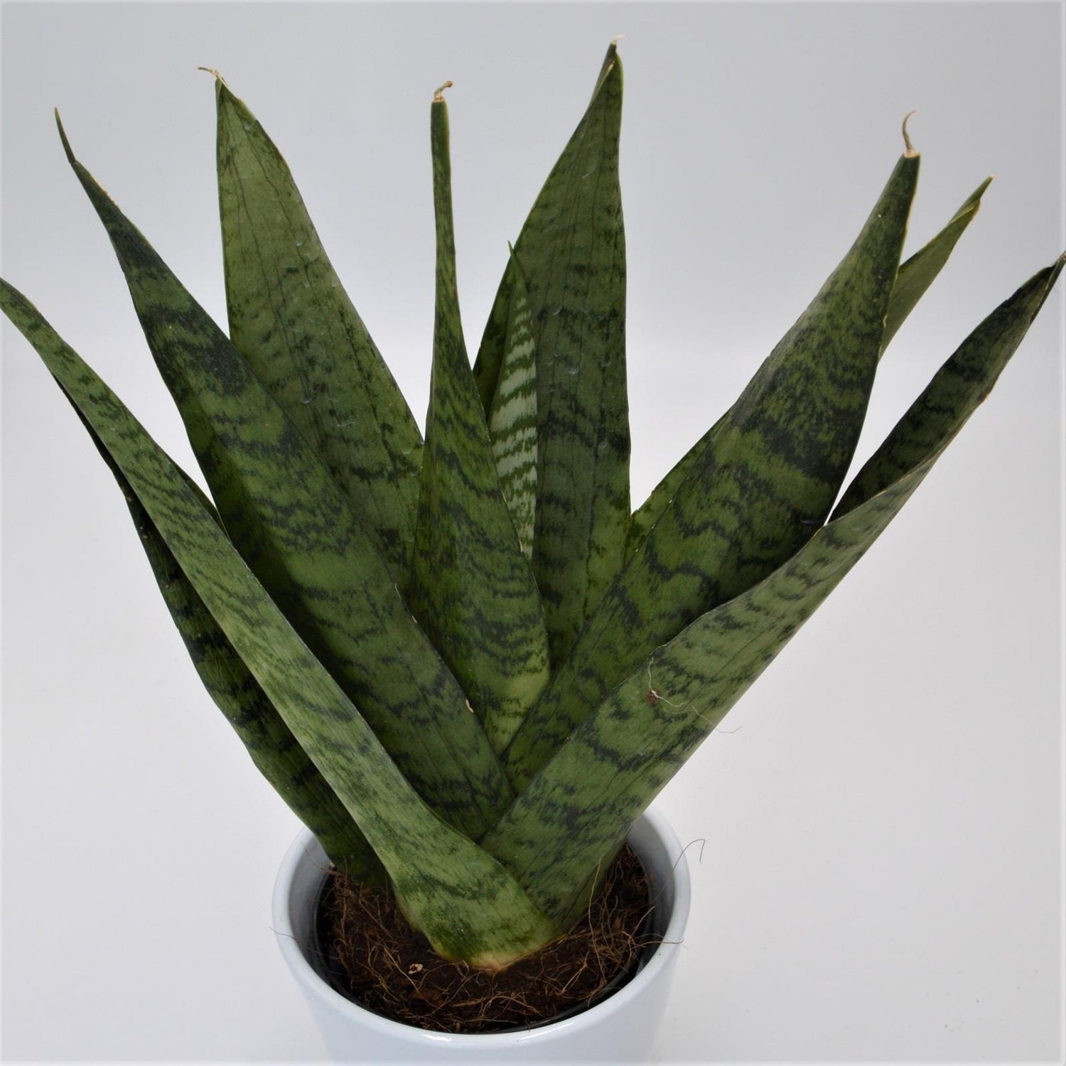 sansevieria zeylanica fan Sansevieria zeylanica Fan Ø12cm