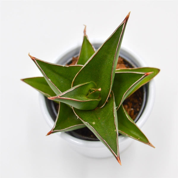 sansevieria crown jewel Sansevieria Abbey Crown Ø6cm