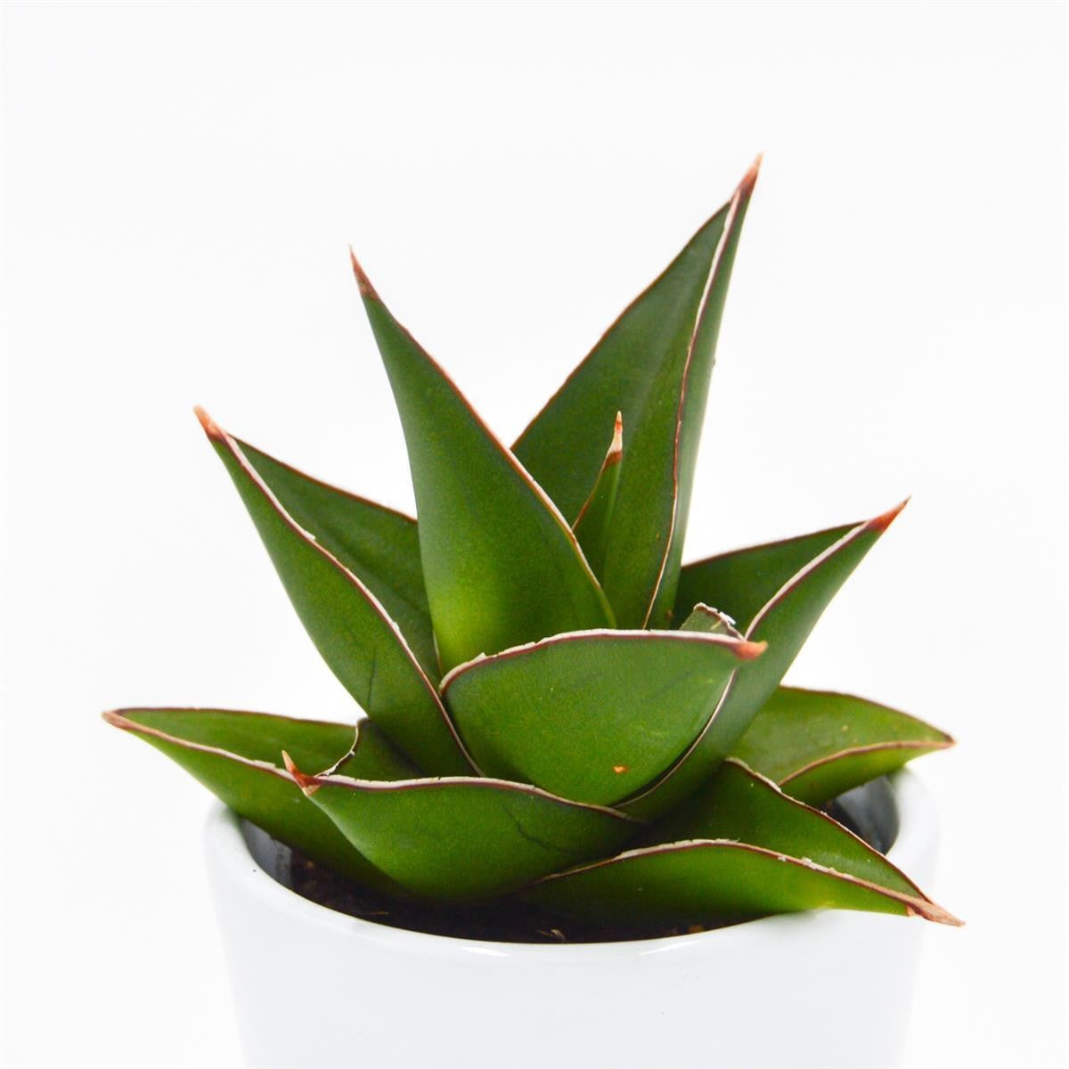 Sansevieria Abbey Crown - 6cm