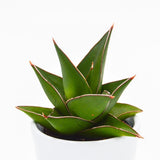 Sansevieria Abbey Crown - 6cm