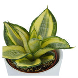 Sukkulenten Selektion, 20 Stück