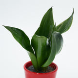 Sansevieria trifasciata Black Jade - 6cm