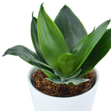 Sansevieria trifasciata Black Jade - 6cm