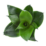 Sansevieria trifasciata Black Jade - 6cm